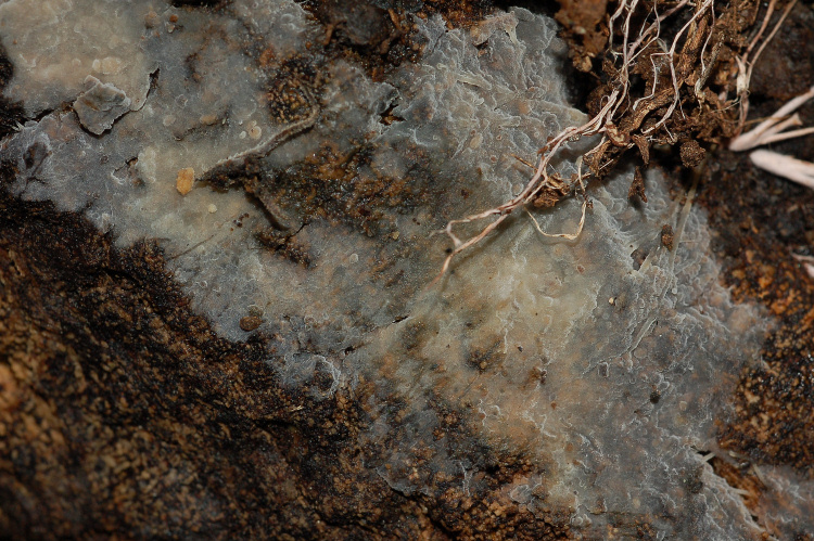 Aphyllophorales a Mondeggi